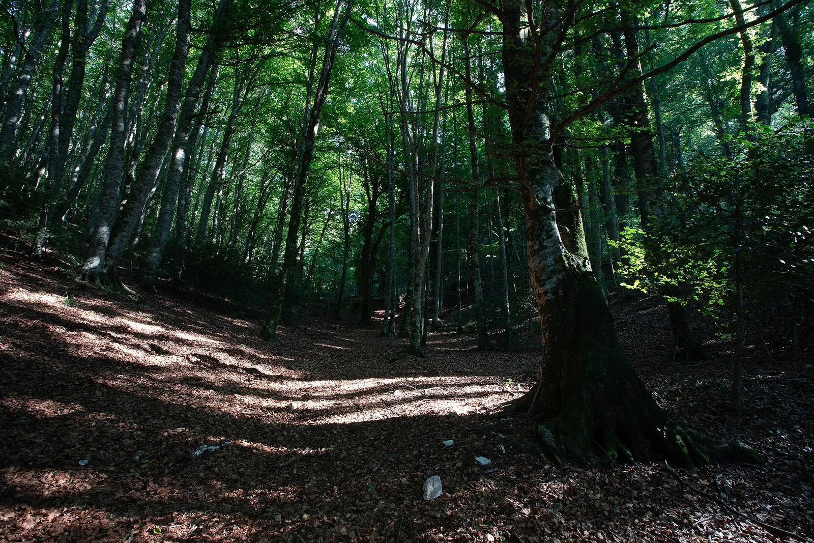 Un sentiero coperto di foglie secche in una faggeta fitta, con tronchi alti e chiari e la luce del sole che filtra fra le chiome