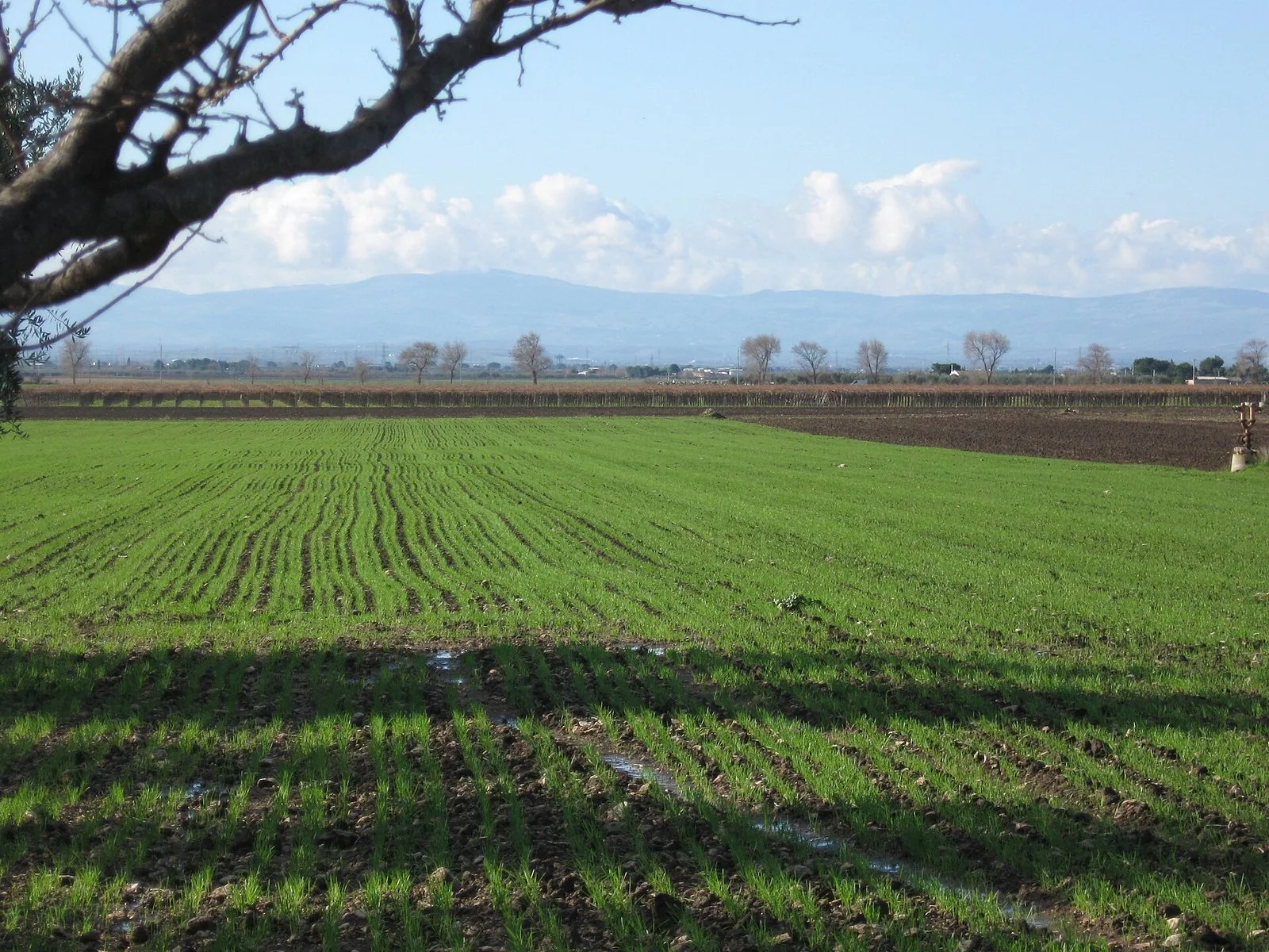 Un campo di grano appena germogliato, verde e diviso in file regolari, con un ramo d'albero in primo piano, un filare di viti spoglie e alberi senza foglie sullo sfondo e una catena di colline azzurre all'orizzonte