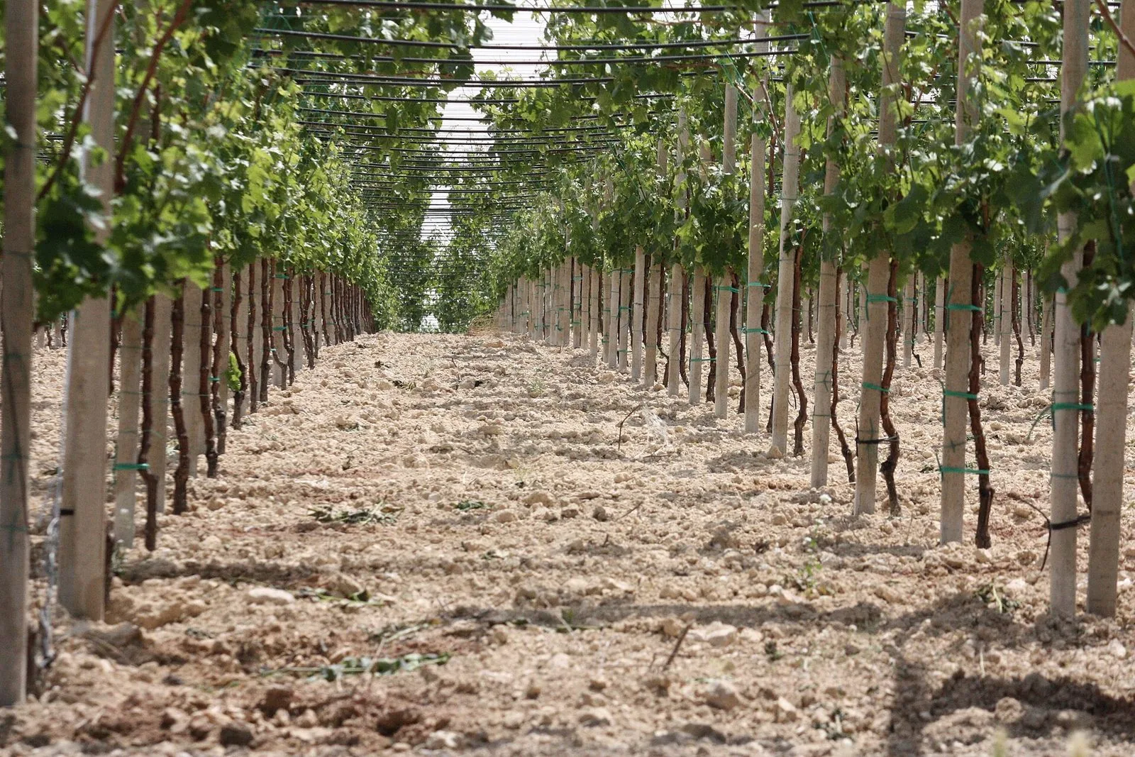 Filari di un vigneto a tendone visti dal basso, con i tronchi delle viti legati ai pali e le foglie verdi che formano una galleria sopra il terreno chiaro e sassoso